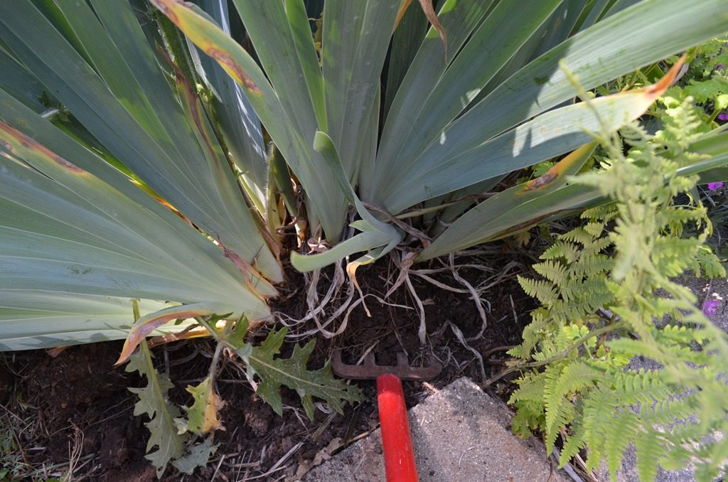 digging an Iris up to transplant