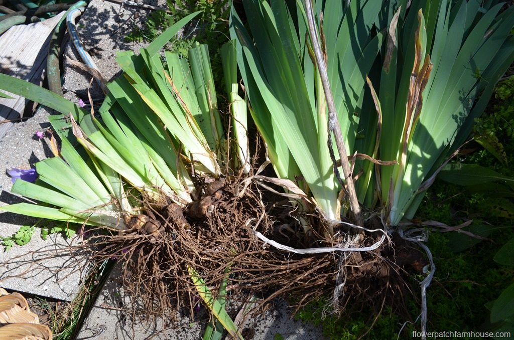 Iris rhizomes after digging up