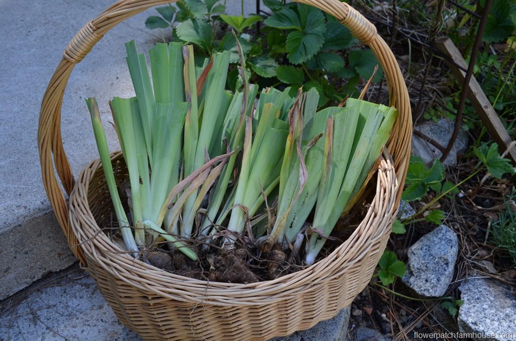 trimmed and divided Iris rhizomes in basket