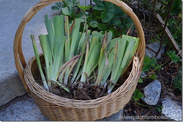 how I separate my iris, how to divide iris rhizomes