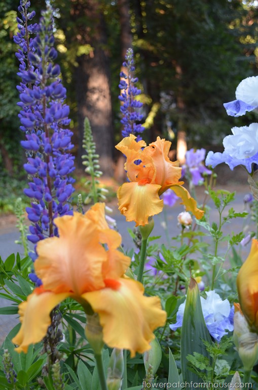 lupines and orange iris