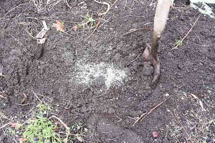 Soil prepared for planting Iris, how to plant iris, flower patch farmhouse