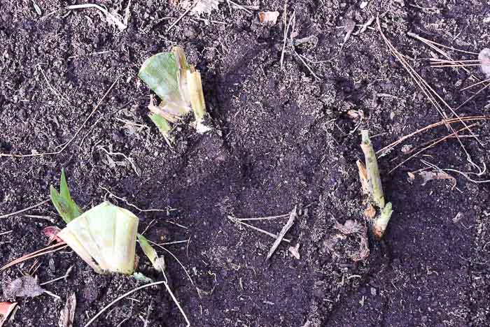 How To Plant Iris And Do It Right Flower Patch Farmhouse