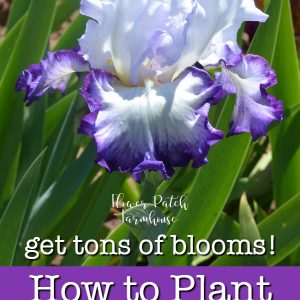 Beautiful Iris with text overlay, How to Plant Iris, get tons of blooms, Flower Patch Farmhouse