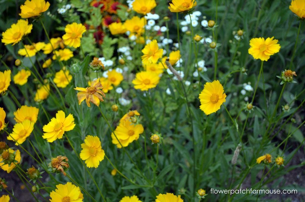 yellow coreopsis flowers blooming in the garden