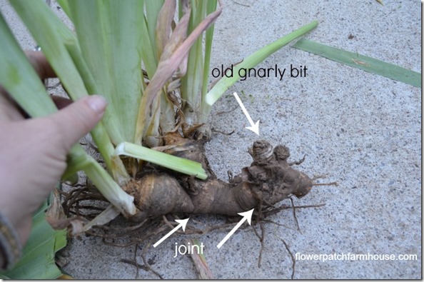 how I separate my iris, how to divide iris rhizomes
