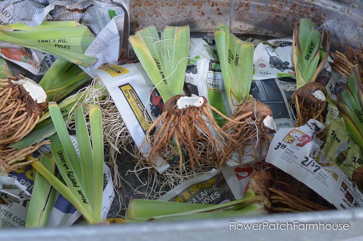 iris rhizomes in metal tub, How to Plant Iris, Flower Patch Farmhouse
