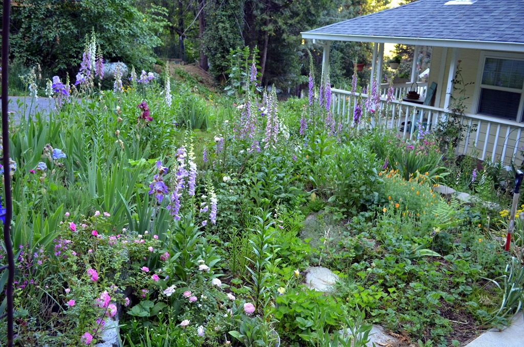 chaos garden, a garden filled with flowers and weeds