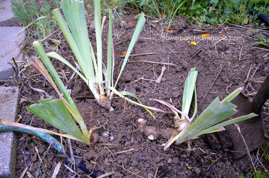 How I plant Iris 
