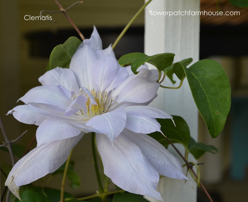 How to Grow Clematis successfully