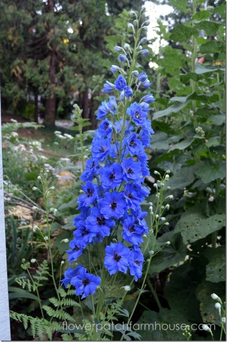 How I Grow Delphiniums, english delphiniums stand tall and stately in the cottage garden. They add height to the garden and come back every year. They will reseed themselves for years of delight or you can collect the seed and start them indoors.