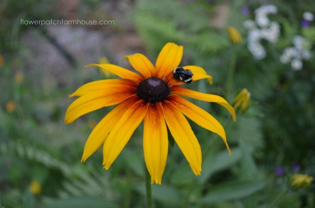 bumblebee on rudbeckia flower