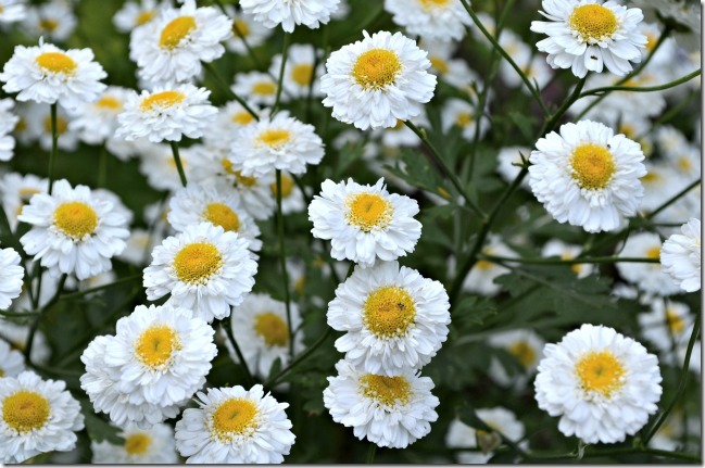 feverfew for a moonlight garden