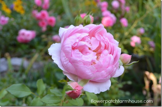 Anne Boelyn David Austin rose, Flower Patch Farmhouse.com