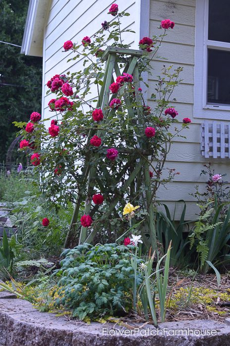 Tess d'Ubervilles rose on easy to build garden obelisk.