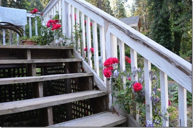 red blaze rose climbing stair railing