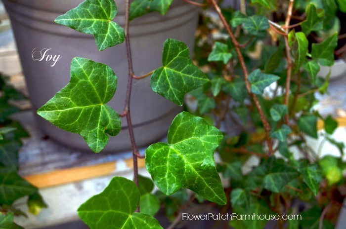 Clean the Air with House Plants