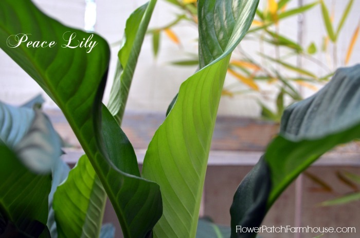 Caring for Your Peace Lily (Spathiphyllum)