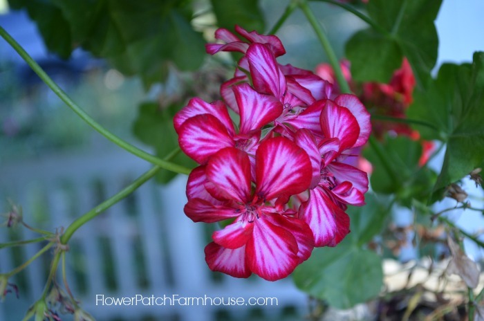 Ivy Geranium