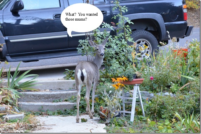 Deer at bird bath Ladder