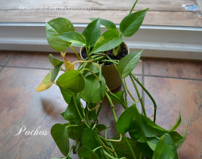Pothos plant, houseplants for skin,