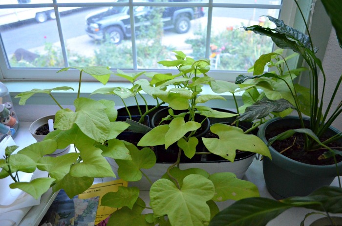 sweet potato vine growing in a window during winter