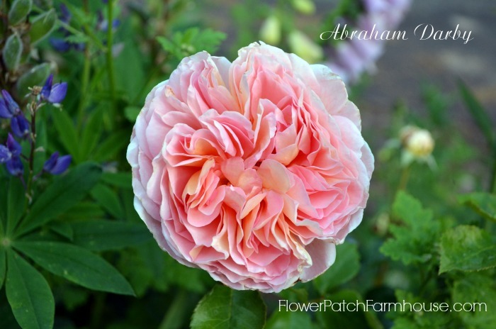 all about roses, propagate, grow and prune. FlowerPatchFarmhouse.com