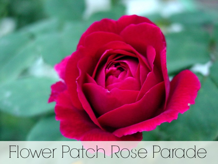 Flower Patch Rose Parade