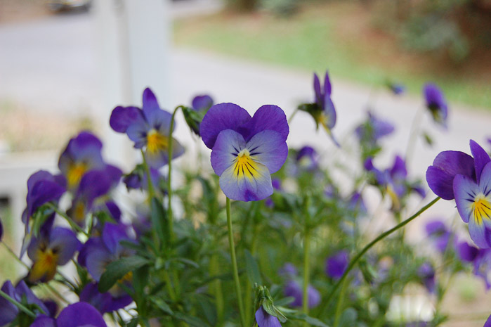 violas for winter cheer, a sweet scented bloomer that likes it cool