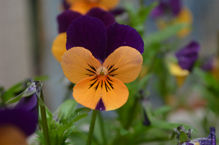 violas for winter cheer, a sweet scented bloomer that likes it cool