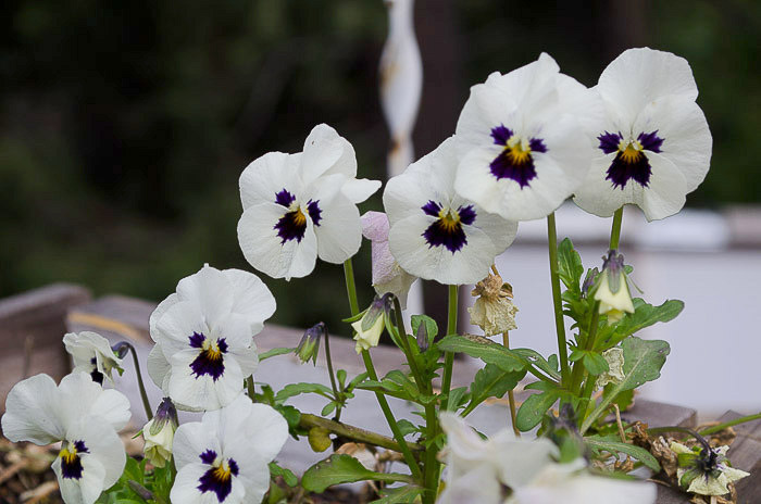 violas for winter cheer, a sweet scented bloomer that likes it cool