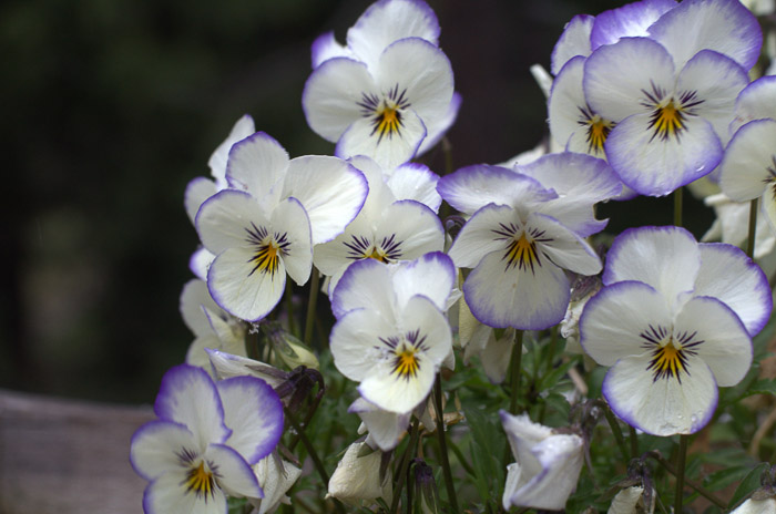 violas for winter cheer, a sweet scented bloomer that likes it cool