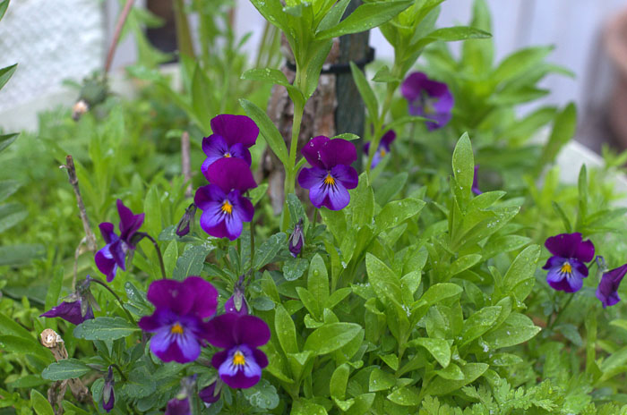 violas for winter cheer, a sweet scented bloomer that likes it cool