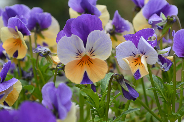 violas for winter cheer, a sweet scented bloomer that likes it cool