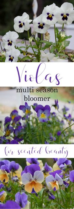 violas for winter cheer, a sweet scented bloomer that likes it cool