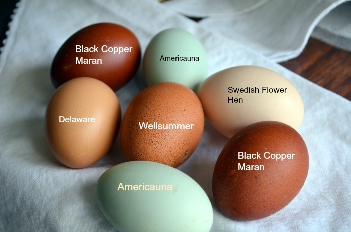 Eggs of different colors with text overlaying each egg