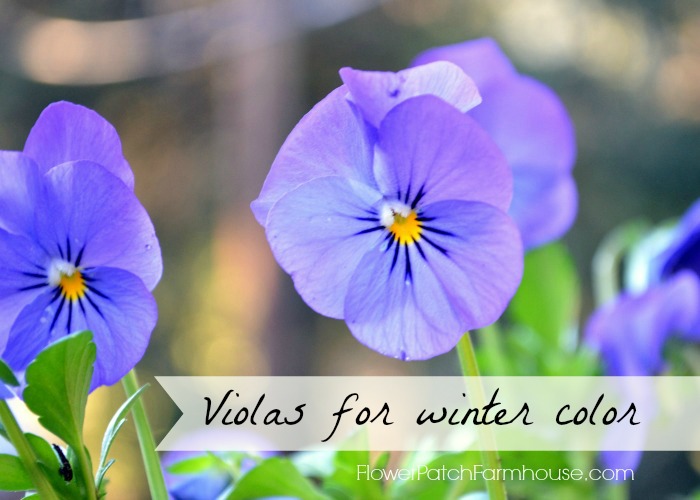 Violas for Winter Cheer