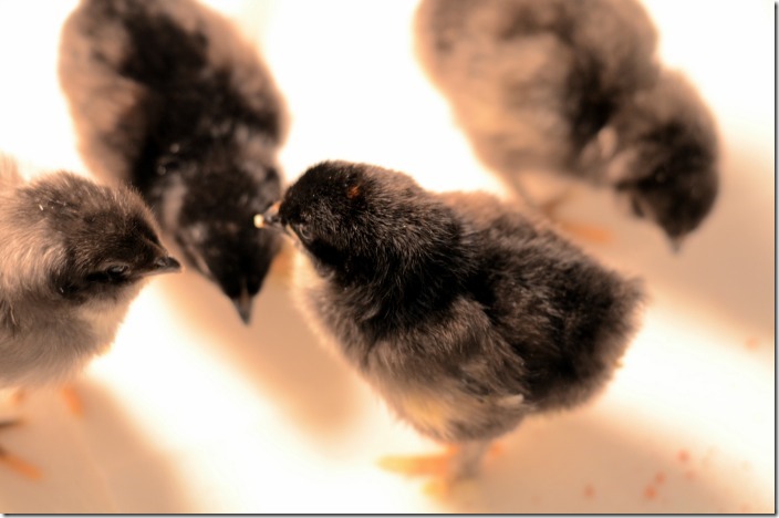 The Chicks are Doing Fine