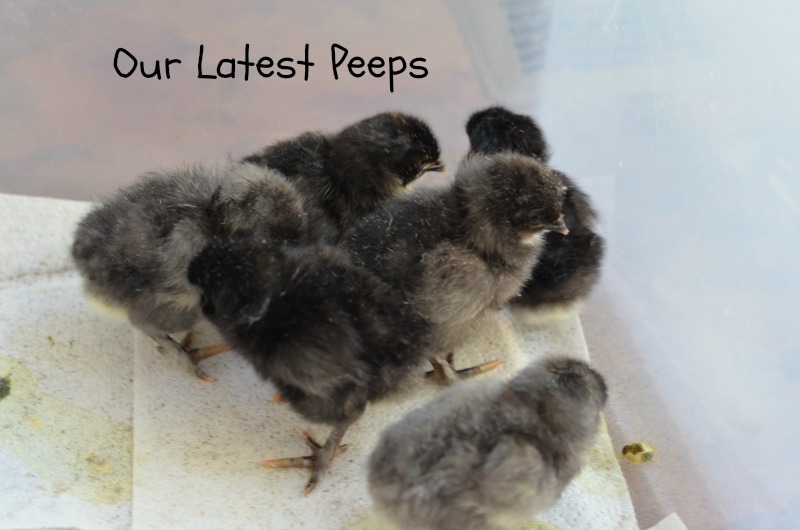 My New Peeps
