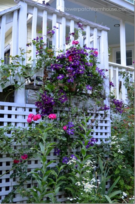 Warsaw Nike clematis climbing on trellis with red rose