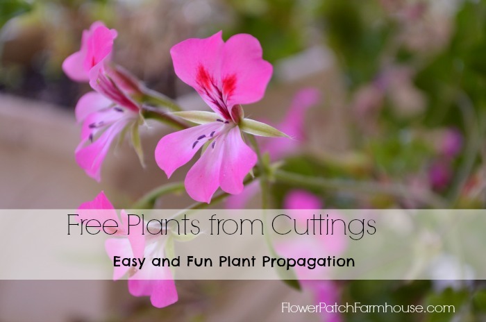 Get free plants! root cuttings from plants you already have and enjoy more. FlowerPatchFarmhouse.com