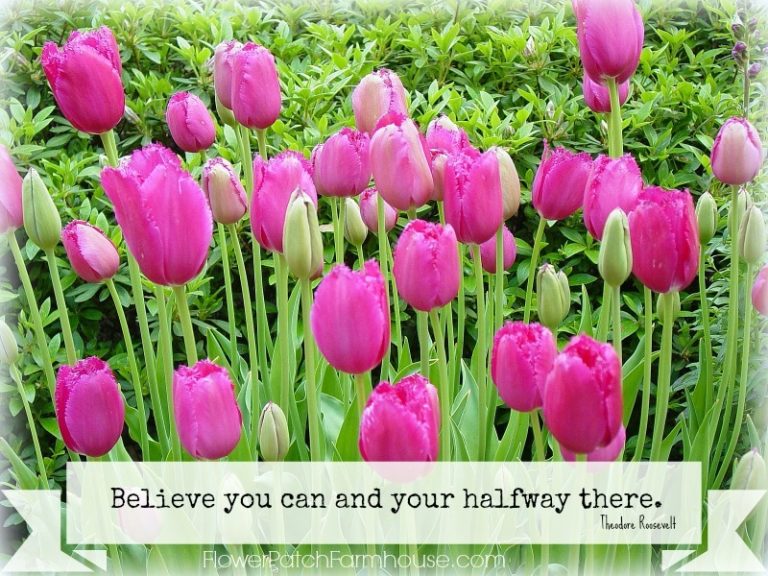 Potting up Air Layered Roses Flower Patch Farmhouse