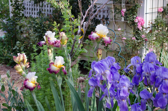 Beautiful Iris in my Garden, FlowerPatchFarmhouse.com