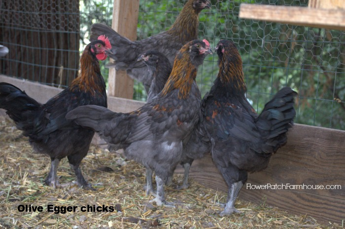 Olive Egger Chicks update