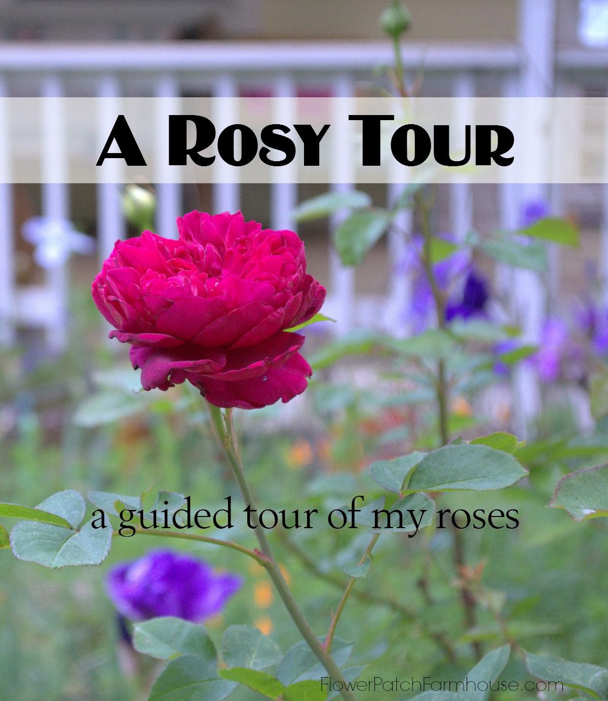 A Walk Through the Roses, June 7
