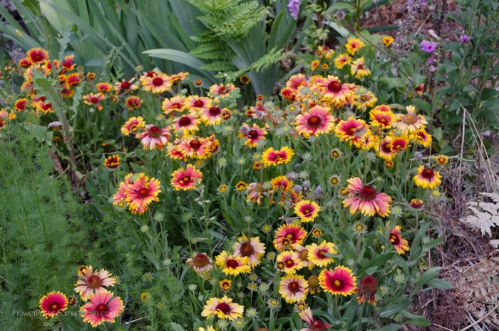 sow your seeds in Fall, gaillardia growing in a garden aka blanket flower