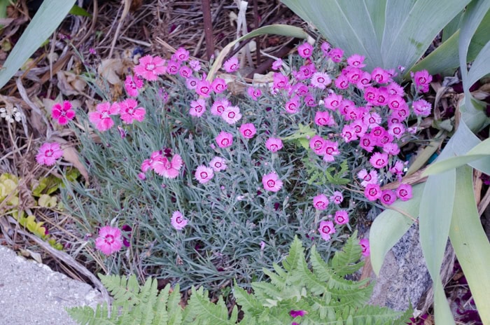 dianthus growing in the garden, various shades of pink