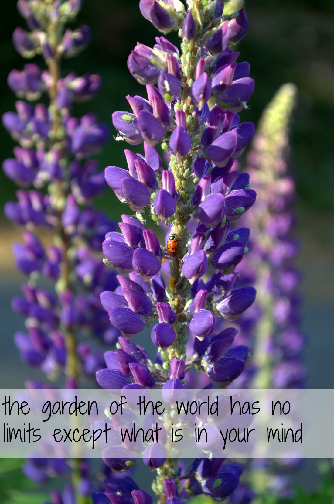 The Garden of the World Inspiration Monday