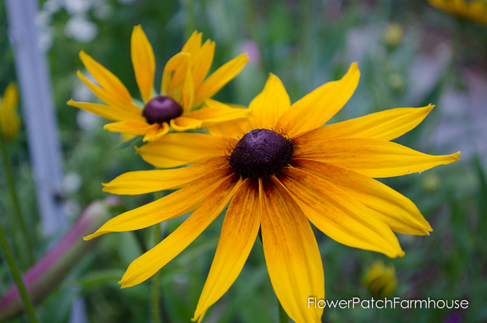 How to Grow Black Eyed Susans, easy flowers for your cottage garden. Easily reseeds for years of enjoyment and ease. FlowerPatchFarmhouse.com