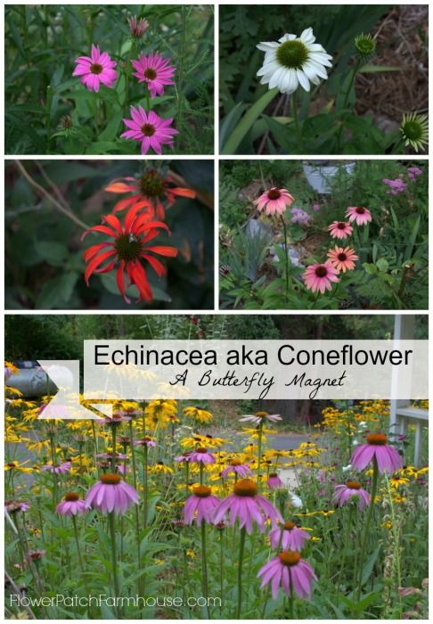 Purple Coneflower or Echinacea, Butterflies love this one